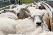Sheep crowded into animal pen