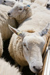 Sheep crowded into animal pen