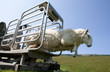 Sheep leaping out of animal pen into grass