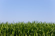 Abundant maize crop growing in field
