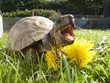 Turtle in grass eating dandelion
