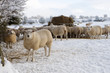 Sheep standing in snow covered animal pen