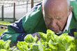 Senior man inspecting lettuce in greenhouse