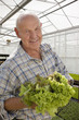 Portrait of smiling senior man holding lettuce in greenhouse