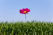 Close up of pink flower growing in green grass against blue sky