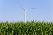 Close up of grass with wind turbine in background