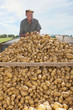 Foto: Portrait of smiling farmer standing above heap of potatoes in trailer Portrait of smiling farmer standing above heap of potatoes in trailer