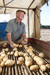 Smiling farmer inspecting potatoes on conveyor belt in rural field