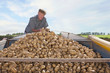 Foto: Farmer inspecting potatoes from trailer in sunny, rural field Farmer inspecting potatoes from trailer in sunny, rural field