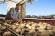 Smiling farmer inspecting potatoes on conveyor belt in rural field