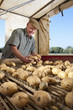 Smiling farmer inspecting potatoes on conveyor belt
