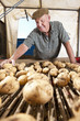 Smiling farmer inspecting potatoes on conveyor belt