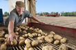 Smiling farmer inspecting potatoes on conveyor belt in rural field
