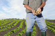 Foto: Farmer holding potatoes in sunny, rural field Farmer holding potatoes in sunny, rural field