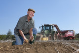Foto: Smiling farmer harvesting potatoes in sunny, rural field with tractors in background Smiling farmer harvesting potatoes in sunny, rural field with tractors in background