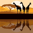 Giraffe family silhouettes in Africa wild nature mountain landsc
