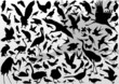 Big and small birds detailed illustration collection