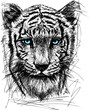 Sketch of white tiger
