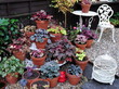 heuchera garden