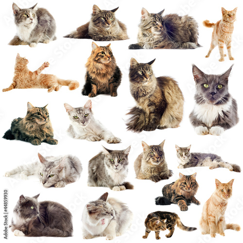 Photo: chats maine coon chats maine coon