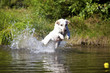 Spielender weisser Labrador Retriever
