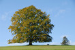 Foto: Baum, Linde, Herbst, Wiese, Allgäu, bei Füssen, Deutschland Baum, Linde, Herbst, Wiese, Allgäu, bei Füssen, Deutschland