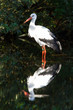 Stork in the water
