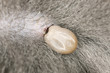 Tick feeding on cat, extreme close-up