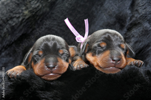 Photo: Miniature Pinscher puppies, 5 days old Miniature Pinscher puppies, 5 days old