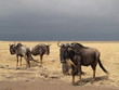 Wildebeest on the planes