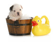 puppy bath time