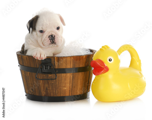 Photo: puppy bath time puppy bath time