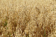 Cereals