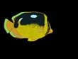 Fourspot Butterflyfish (lau-hau)