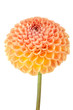 Orange dahlia flower