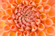 Dahlia closeup