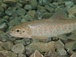 Foto: Bachforelle (Salmo trutta forma fario) Bachforelle (Salmo trutta forma fario)