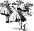 Communal nest of community on trees in Africa