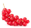 Red currants