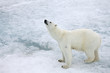 Polar bear in natural environment