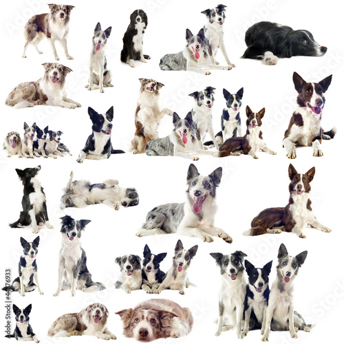 Foto: border collies border collies