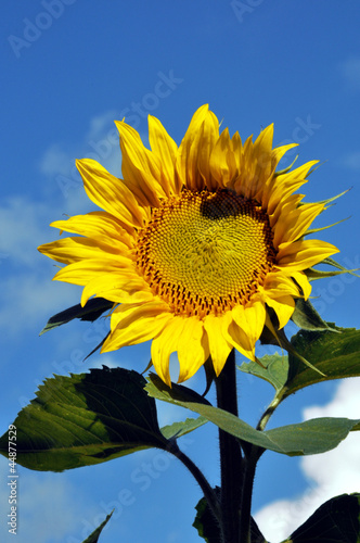 Photo: Eine Sonnenblume vor blauen Himmel Eine Sonnenblume vor blauen Himmel