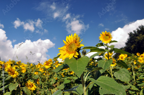 Photo: Eine Sonnenblume im Sonnenblumenfeld Eine Sonnenblume im Sonnenblumenfeld