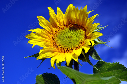 Photo: Eine Sonnenblume vor blauen Himmel Eine Sonnenblume vor blauen Himmel