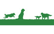 four dogs on a grass background