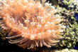 Beautiful Coral