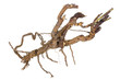 Root  like a lobster