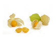 Physalis