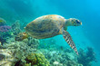 Photo: Sea turtle Sea turtle