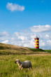 Schaf vor Pilsumer Leuchtturm Schaf vor Pilsumer Leuchtturm